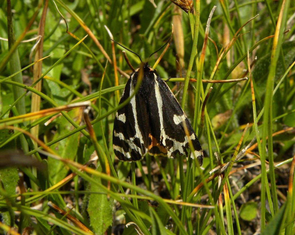 da identificare - Parasemia plantaginis, Erebidae Arctiinae